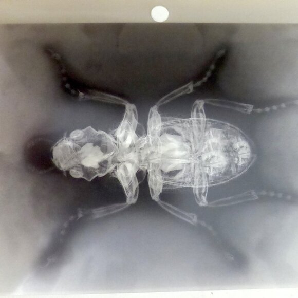 6” x 4” 24 HALLOWEEN ACETATE PLASTIC PAPER X-RAY IMAGE PAD - Picture 6 of 10